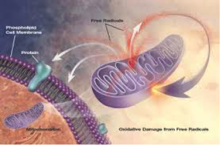Mitocondri e stress ossidativo