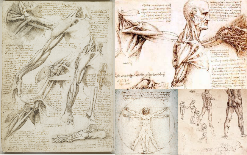 I muscoli del corpo umano