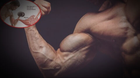 Ipertrofia muscolare: la guida completa