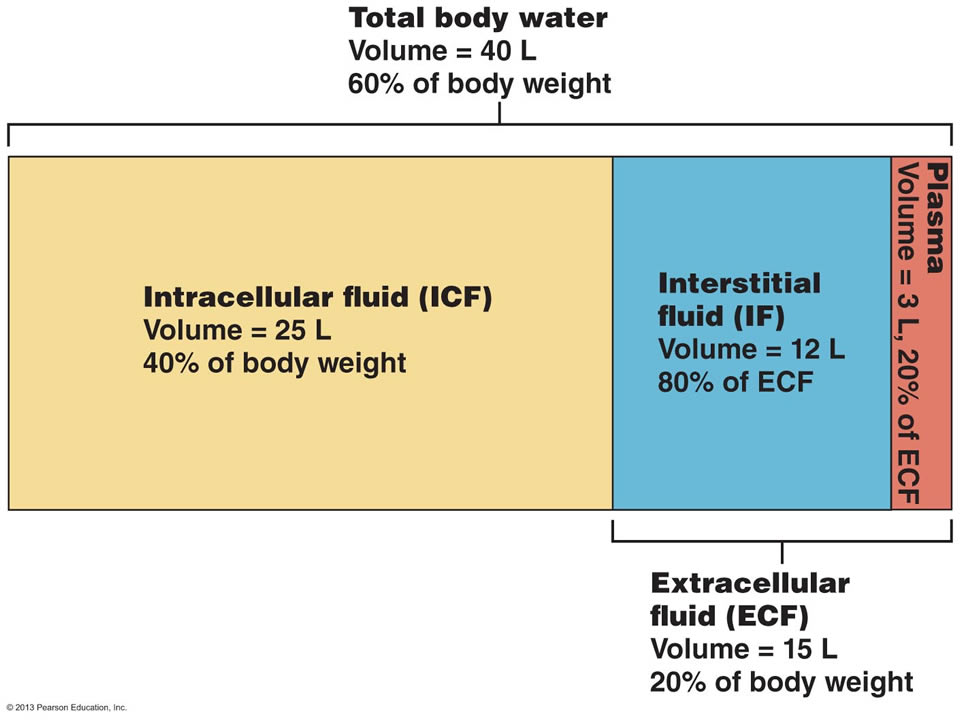 distribuzione acqua corpo