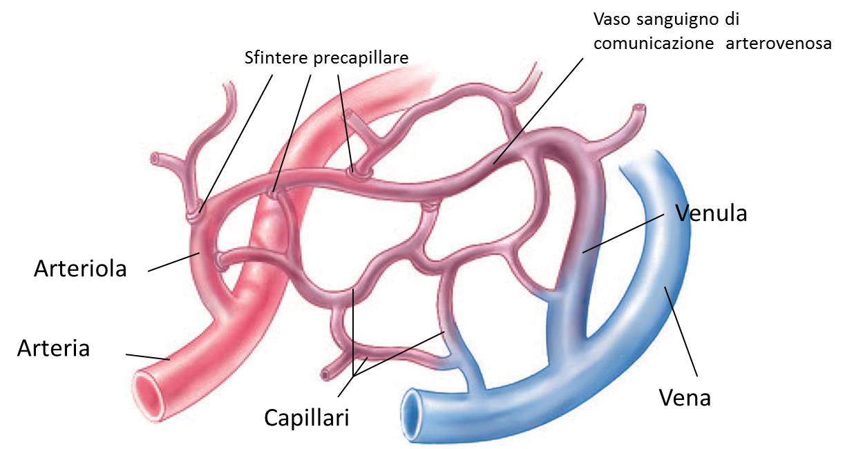 Ritenzione idrica conosciamola a fondo | Project inVictus