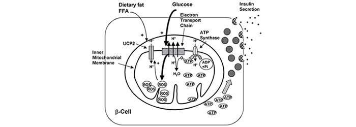 Proteine mitocondriali UCP