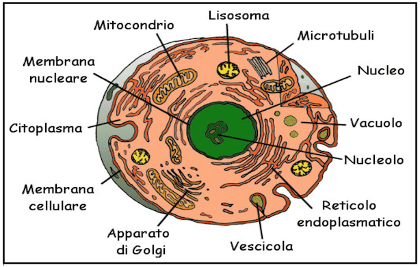 Cellula