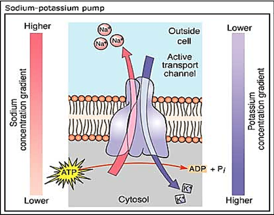 Pompa sodio potassio