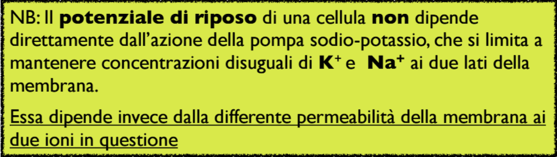 Potenziale di riposo