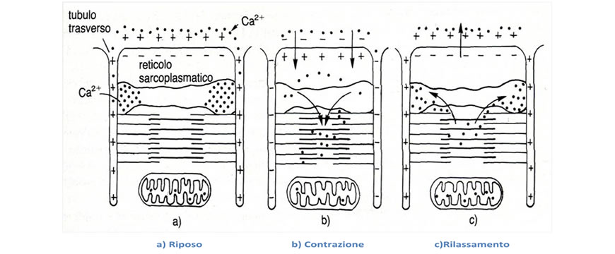 Accoppiamento Eccitazione Contrazione Muscolo Scheletrico