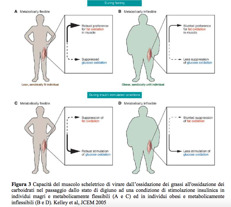 flessibilità metabolica come funziona