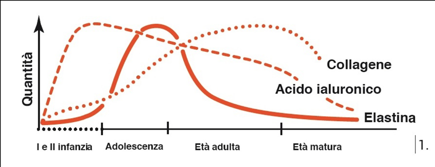 modifiche muscolo con l'età