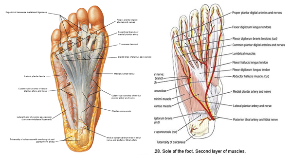 fascia plantare del piede