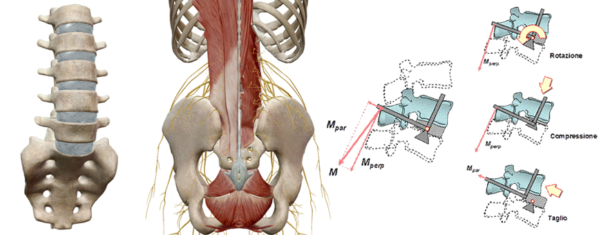 rachide e forze sulla colonna vertebrale