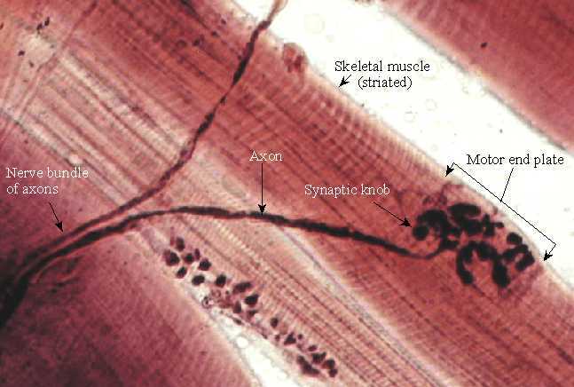 Fibre muscolari e motoneurone
