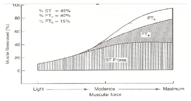 Fibre muscolari e reclutamento