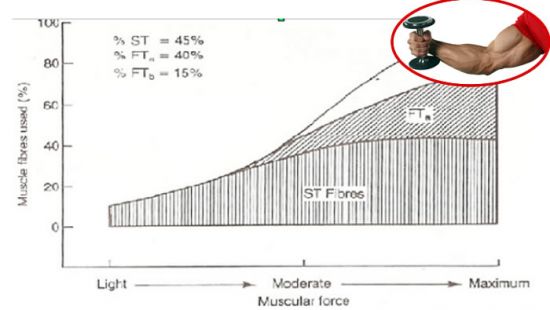 La legge di Henneman, il cedimento, il carico ottimale