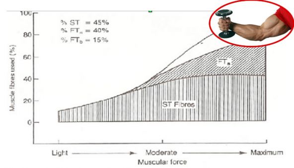 La legge di Henneman, il cedimento, il carico ottimale