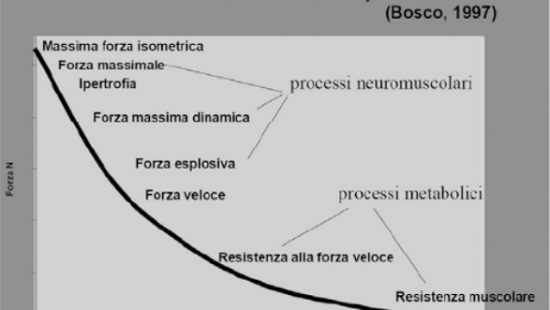 Introduzione al mondo della forza Part 2 (LA FORZA MUSCOLARE)