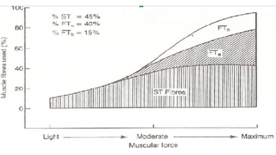 Introduzione al mondo della forza Part 3 (CENNI SUL SISTEMA NEUROMUSCOLARE)