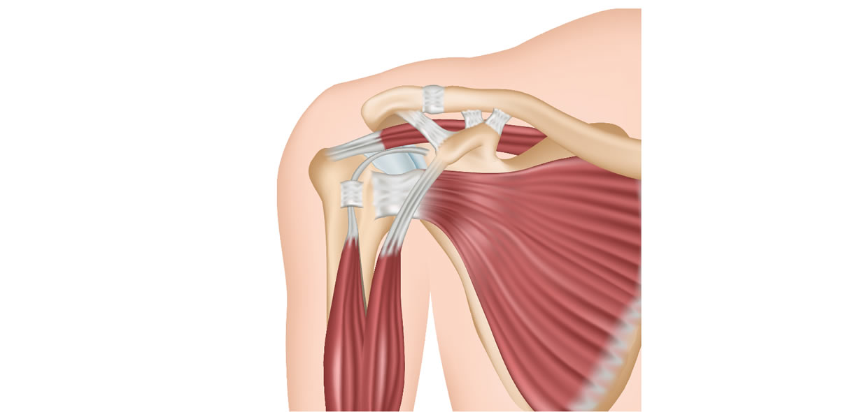 capsula articolare