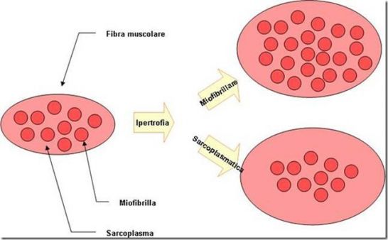 Ipertrofia sarcoplasmatica o miofibrillare? Conosciamole meglio