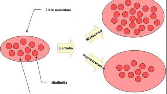 Ipertrofia sarcoplasmatica o miofibrillare? Conosciamole meglio