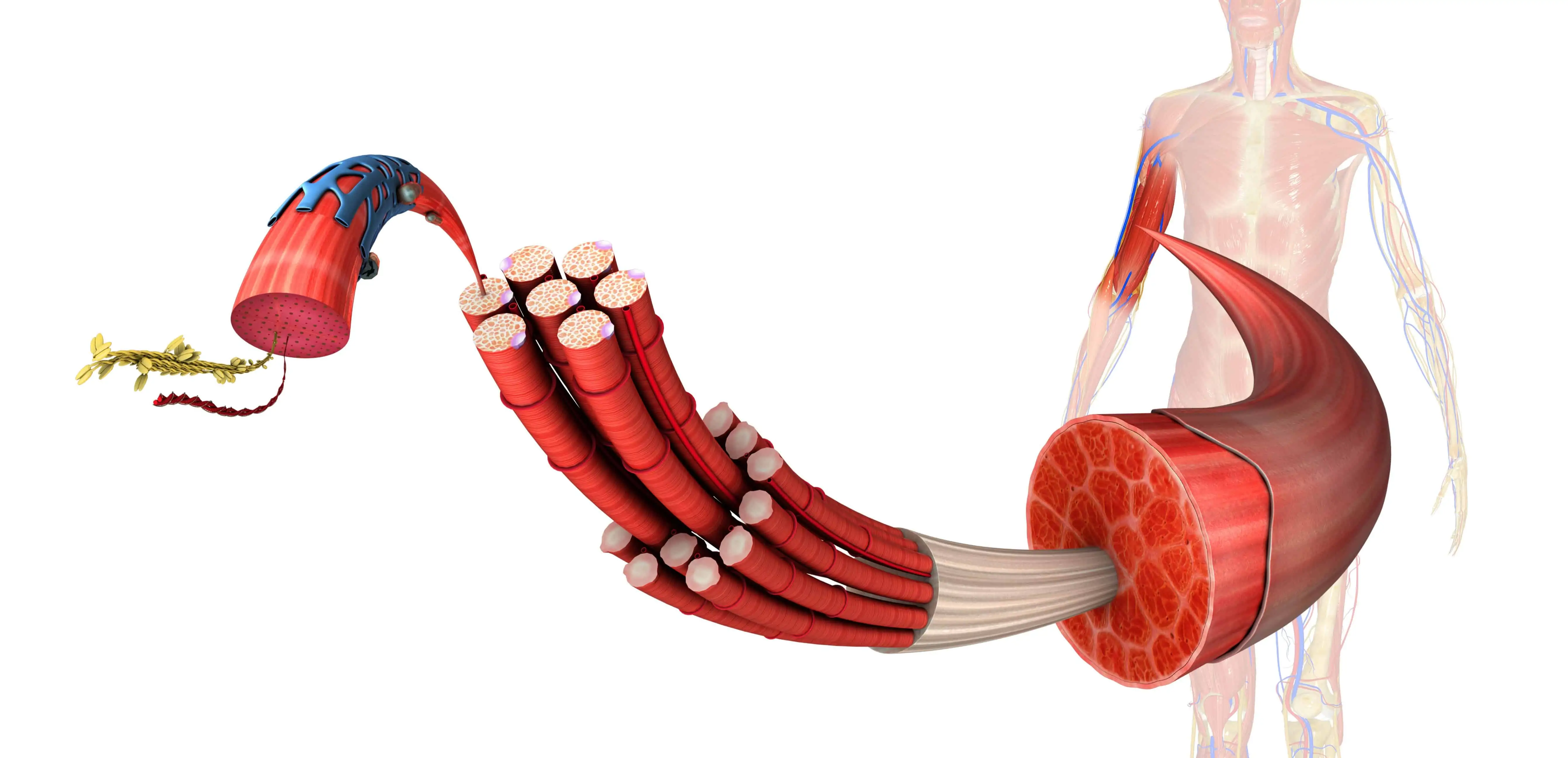 ipertrofia sarcoplasmatica e miofibrillare in palestra