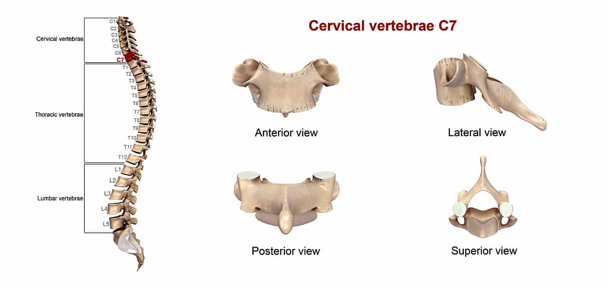 colonna vertebrale anatomia