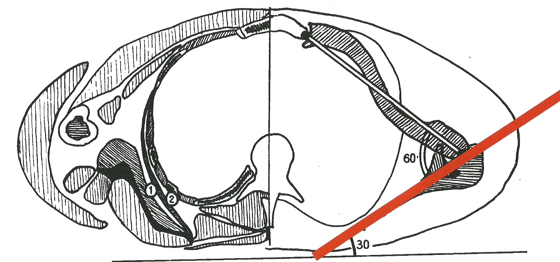 linea della scapola