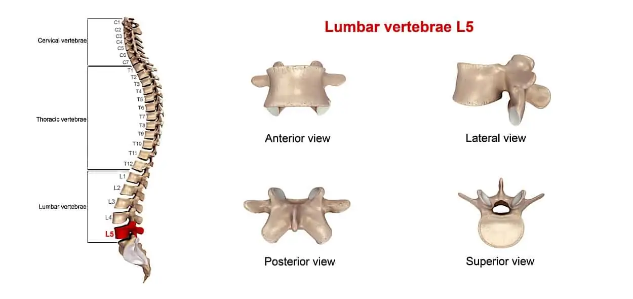 colonna vertebrale anatomia