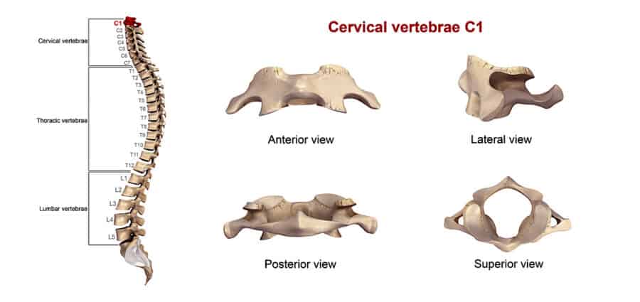 Come Si Chiama La Prima Vertebra Cervicale