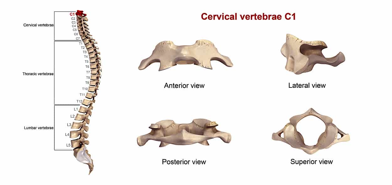 colonna vertebrale