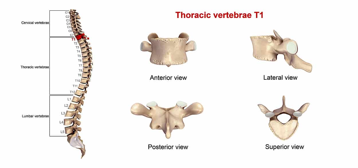 colonna vertebrale anatomia