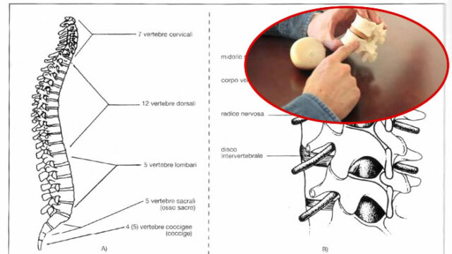 Anatomia funzionale della colonna vertebrale