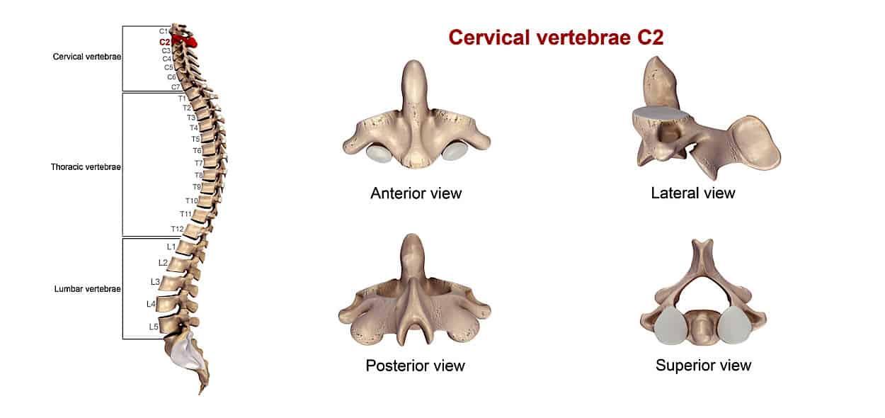 colonna vertebrale anatomia