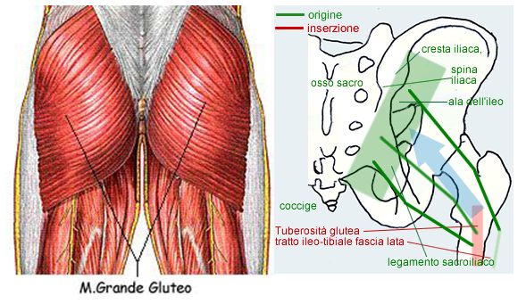 Gluteo Anatomia E Cinesiologia Project Invictus