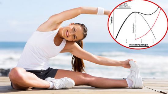 Cosa stimoliamo con lo stretching?