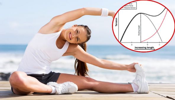 Cosa stimoliamo con lo stretching?