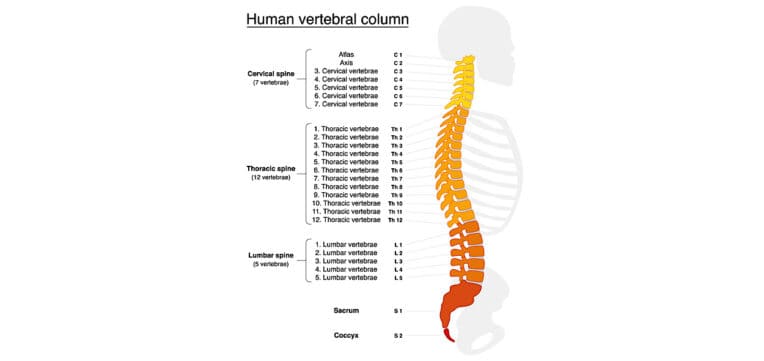 Colonna vertebrale: anatomia e funzioni - Project inVictus