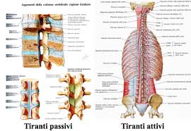 tendini e muscoli