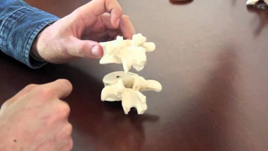 Struttura anatomica Osteo-Legamentosa della Vertebra