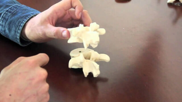 Struttura anatomica Osteo-Legamentosa della Vertebra