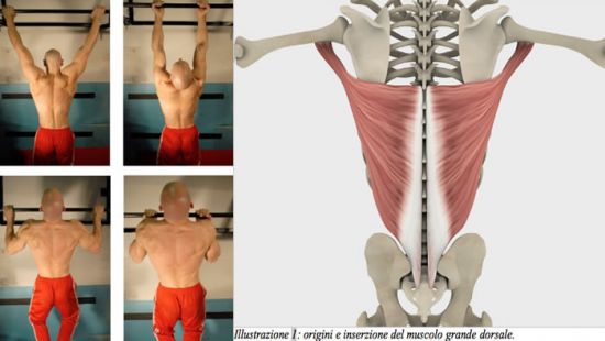 Trazioni, prese, muscoli e leggende da palestra