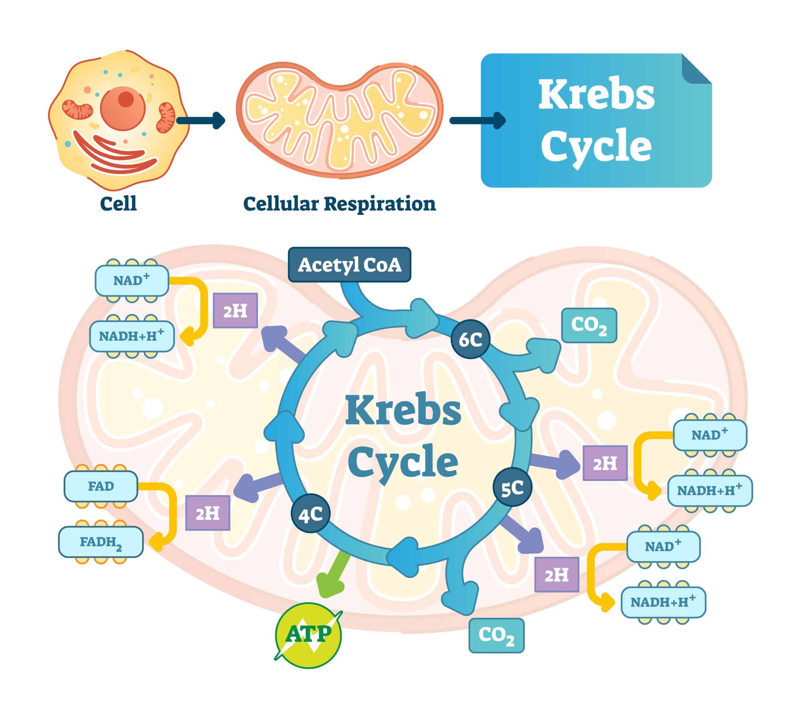 ciclo di krebs