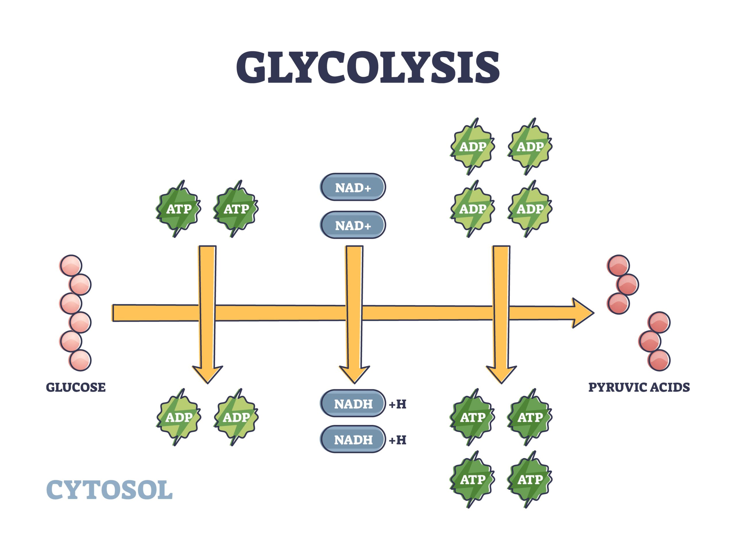 glicolisi