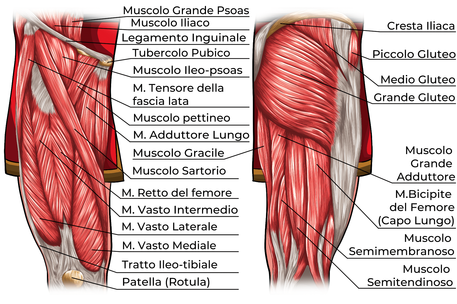 muscoli arto inferiore