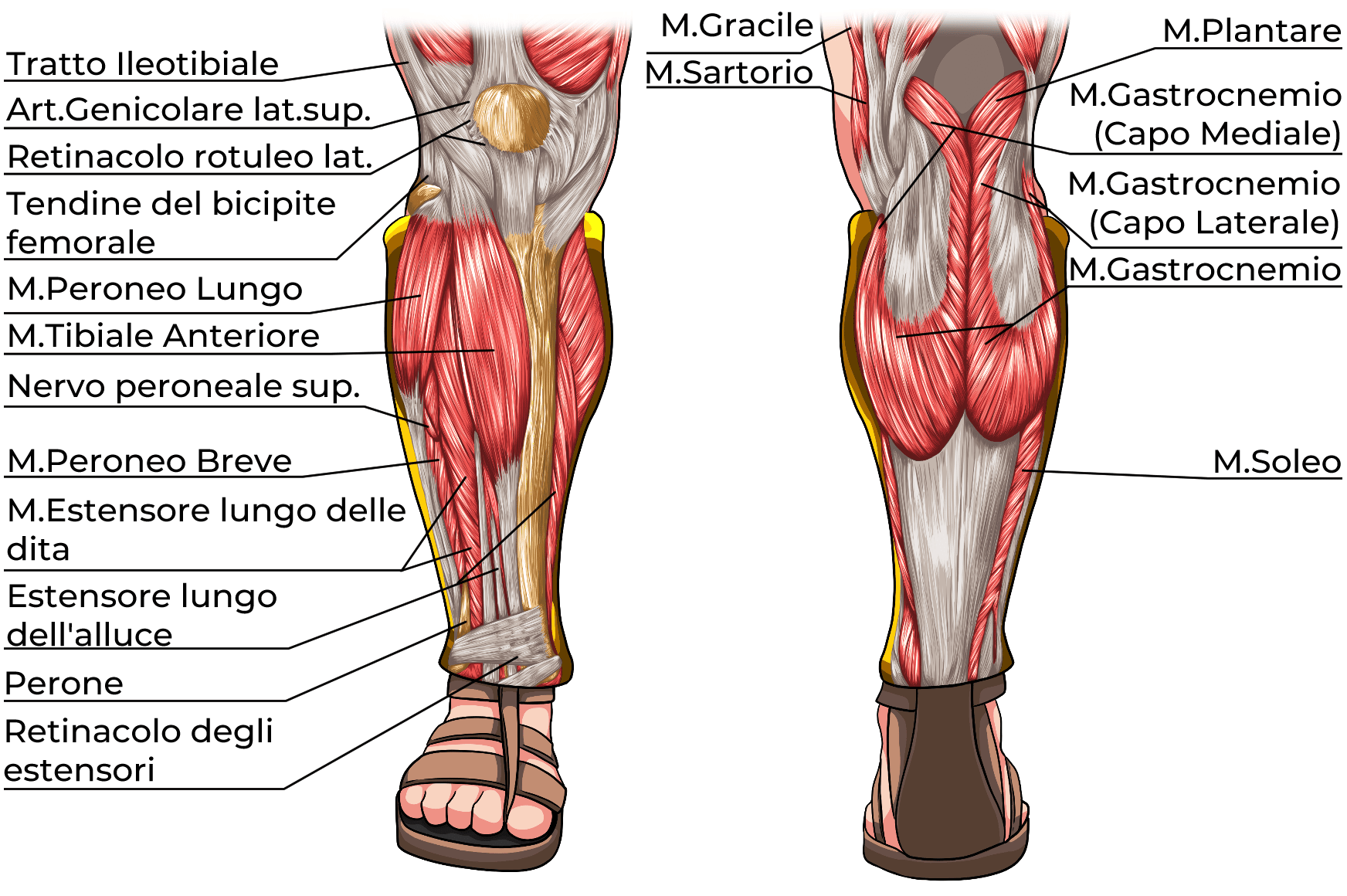 muscoli gamba