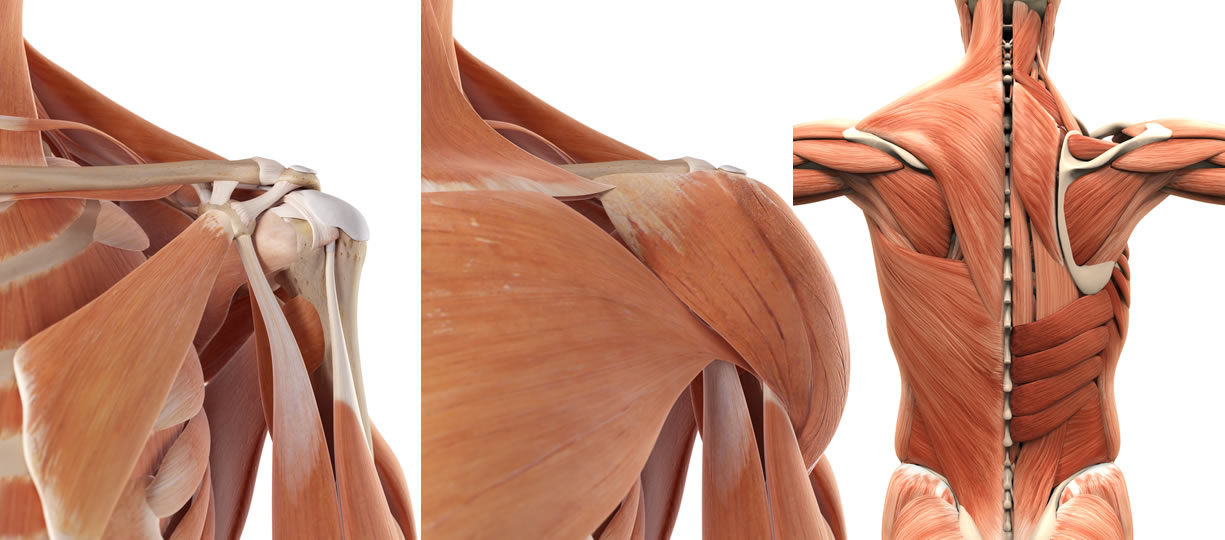 anatomia spalla