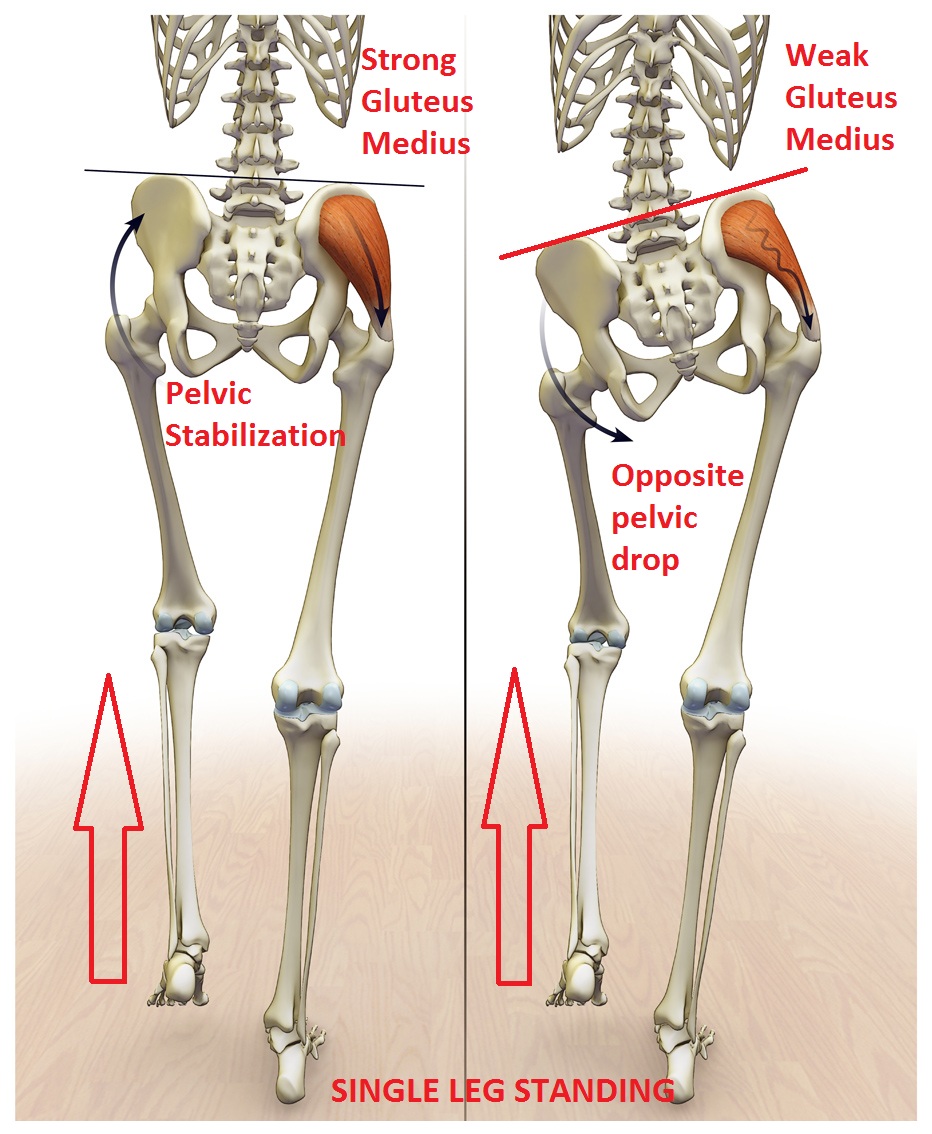 test medio gluteo