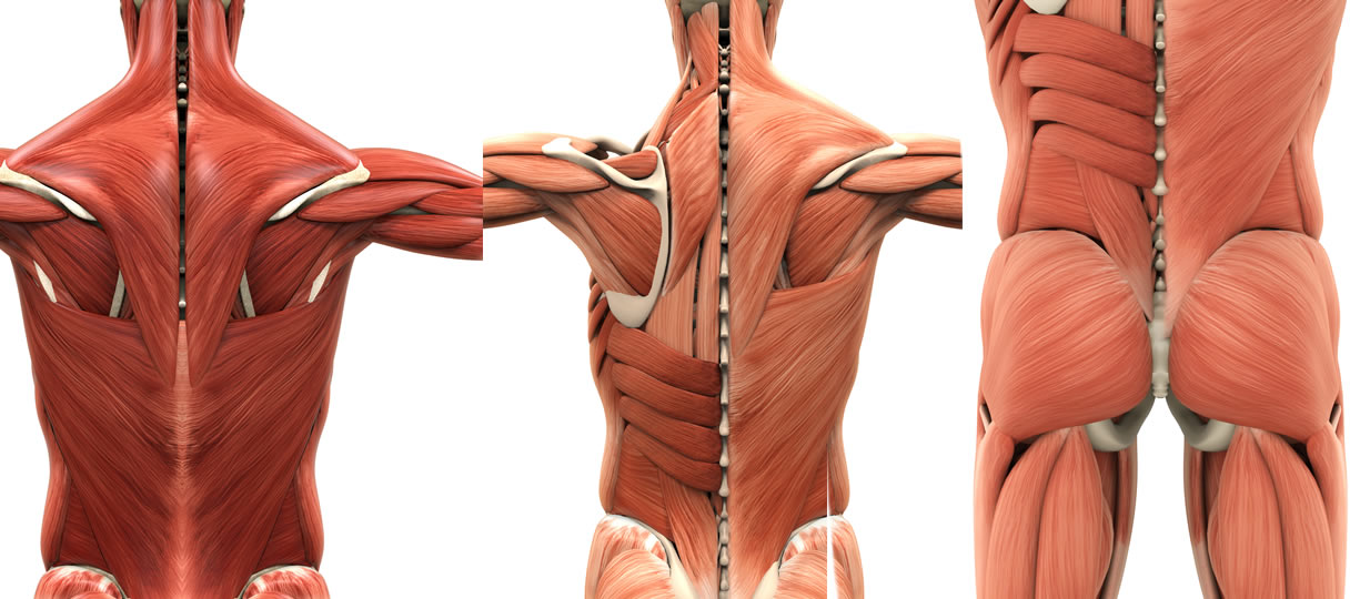muscoli della schiena