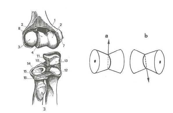 anatomia gomito