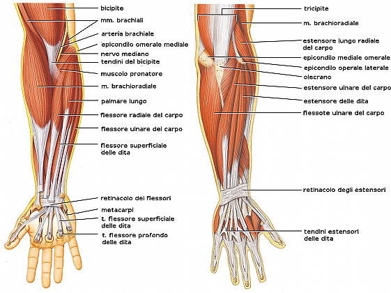 muscoli avambraccio