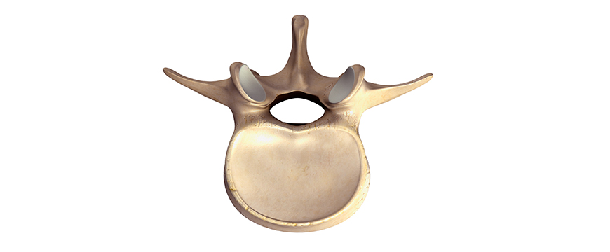 vertebra lombare